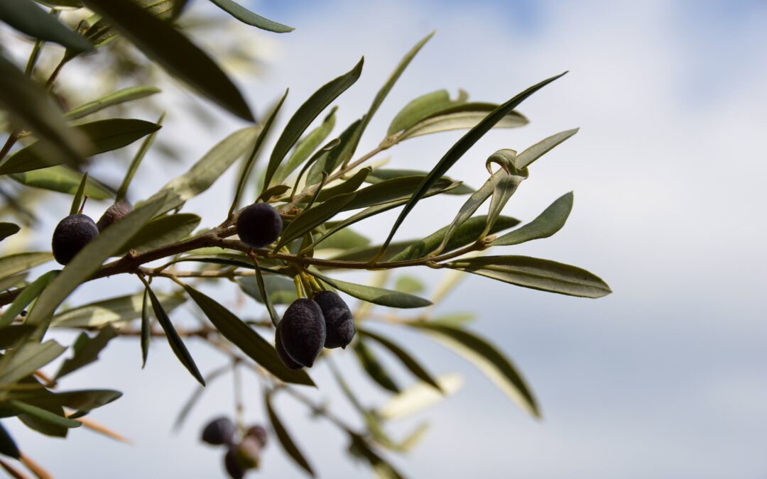 Public presentation of the project ‘InnOILvation. Innovations for Tuscan olive growing’.