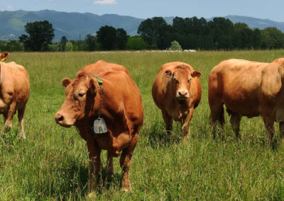 Vistock. Virtual Fencing per la gestione di precisione degli allevamenti di bovini da carne