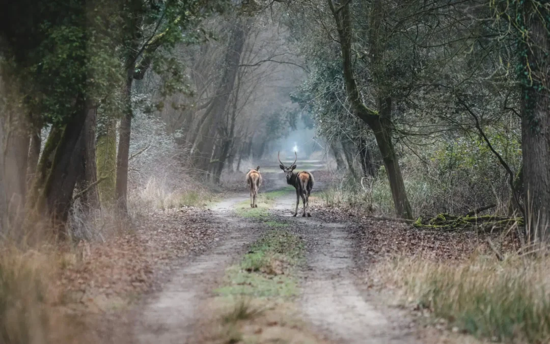 ‘Operation Italic Deer’: the lord of the woods returns to the wild