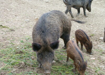 Management of the wild boar in the Park of Sasso Simone and Simoncello