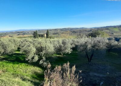 MontEspertOlio.  Valorizzazione qualitativa e merceologica dell’olio extravergine di oliva e processi di territorial branding nel comune di Montespertoli.
